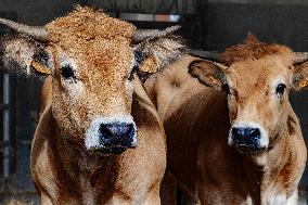 15th edition of Welcome to the Countryside - Montbeton