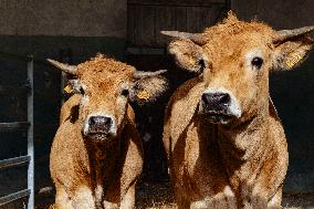 15th edition of Welcome to the Countryside - Montbeton