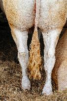 15th edition of Welcome to the Countryside - Montbeton