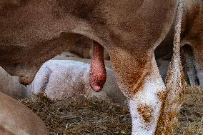 15th edition of Welcome to the Countryside - Montbeton