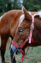 15th edition of Welcome to the Countryside - Montbeton