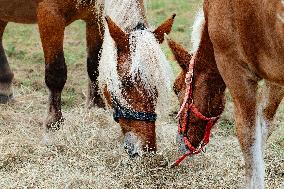 15th edition of Welcome to the Countryside - Montbeton