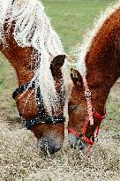 15th edition of Welcome to the Countryside - Montbeton