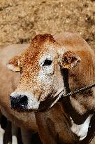 15th edition of Welcome to the Countryside - Montbeton