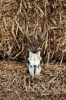 15th edition of Welcome to the Countryside - Montbeton