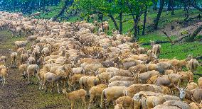 Elk National Nature Reserve in Yancheng