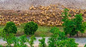 Elk National Nature Reserve in Yancheng