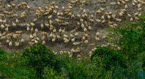 Elk National Nature Reserve in Yancheng