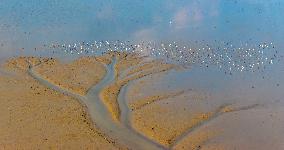 Elk National Nature Reserve in Yancheng