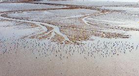 Elk National Nature Reserve in Yancheng