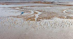 Elk National Nature Reserve in Yancheng
