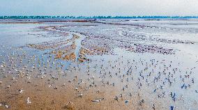 Elk National Nature Reserve in Yancheng