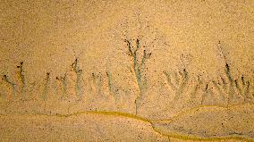 Elk National Nature Reserve in Yancheng