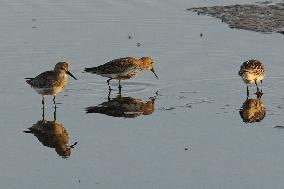 Illustration - Guerande