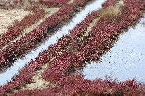 Illustration - Guerande