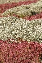 Illustration - Guerande