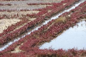 Illustration - Guerande