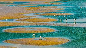 Dafeng Coastline Oriental White Stork