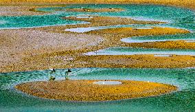 Dafeng Coastline Oriental White Stork