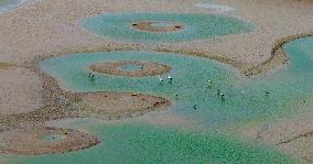 Dafeng Coastline Oriental White Stork