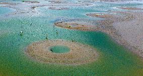 Dafeng Coastline Oriental White Stork