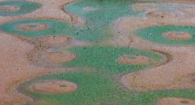 Dafeng Coastline Oriental White Stork