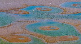 Dafeng Coastline Oriental White Stork