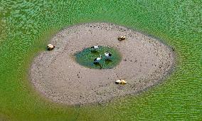 Dafeng Coastline Oriental White Stork