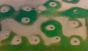 Dafeng Coastline Oriental White Stork