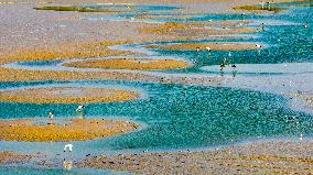 Dafeng Coastline Oriental White Stork