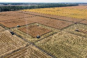 Heilongjiang Autumn Harvest - China