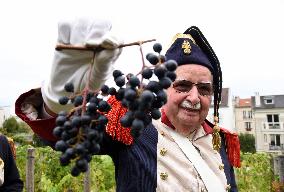 Clos Montmartre Grape Harvest - Paris
