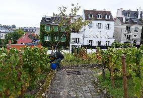 Clos Montmartre Grape Harvest - Paris