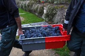Clos Montmartre Grape Harvest - Paris