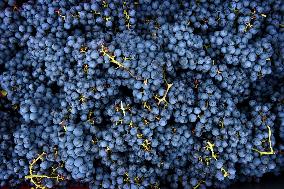 Clos Montmartre Grape Harvest - Paris