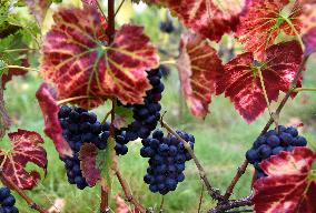 Clos Montmartre Grape Harvest - Paris