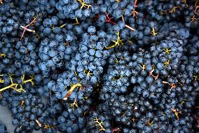 Clos Montmartre Grape Harvest - Paris