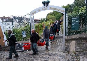 Clos Montmartre Grape Harvest - Paris