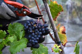 Clos Montmartre Grape Harvest - Paris