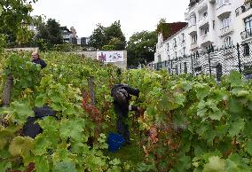 Clos Montmartre Grape Harvest - Paris