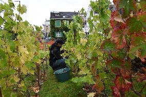 Clos Montmartre Grape Harvest - Paris