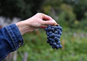 Clos Montmartre Grape Harvest - Paris
