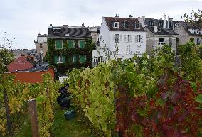 Clos Montmartre Grape Harvest - Paris