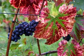 Clos Montmartre Grape Harvest - Paris