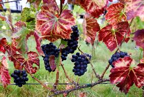 Clos Montmartre Grape Harvest - Paris