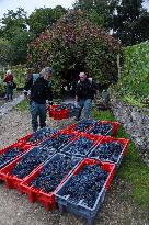 Clos Montmartre Grape Harvest - Paris