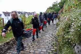 Clos Montmartre Grape Harvest - Paris