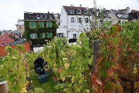 Clos Montmartre Grape Harvest - Paris