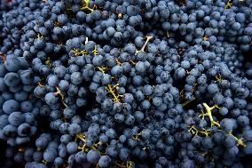 Clos Montmartre Grape Harvest - Paris