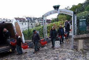 Clos Montmartre Grape Harvest - Paris